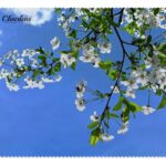 Blue Skies 1 Cloth