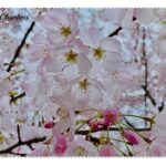Sakura Cloth